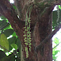 Baccaurea motleyana