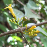 Macrosolen cochinchinensis