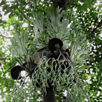 Platycerium coronarium