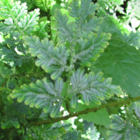 Selaginella