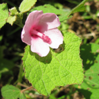 Urena lobata