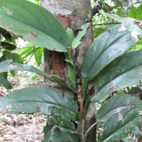 Epiphyte