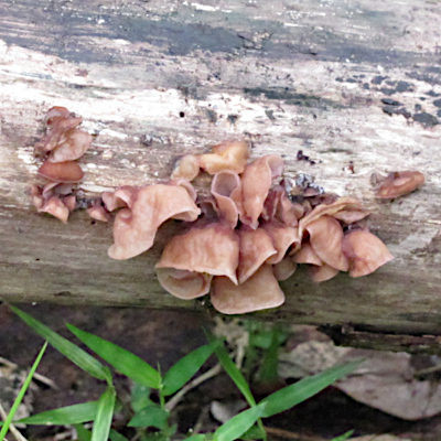 Auricularia