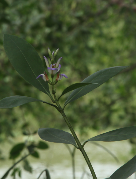 Acanthus ilicifolius