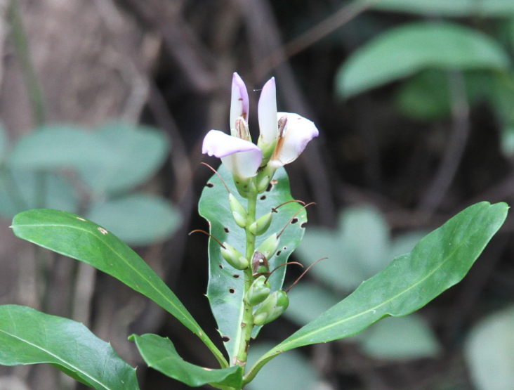 Acanthus ilicifolius