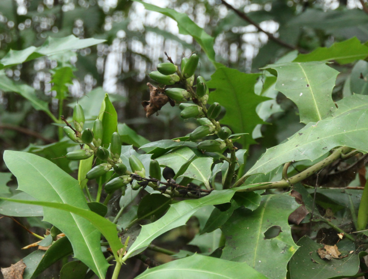 Acanthus ilicifolius