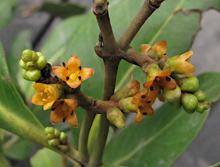 Fleurs d'Avicennia, Thaïland
