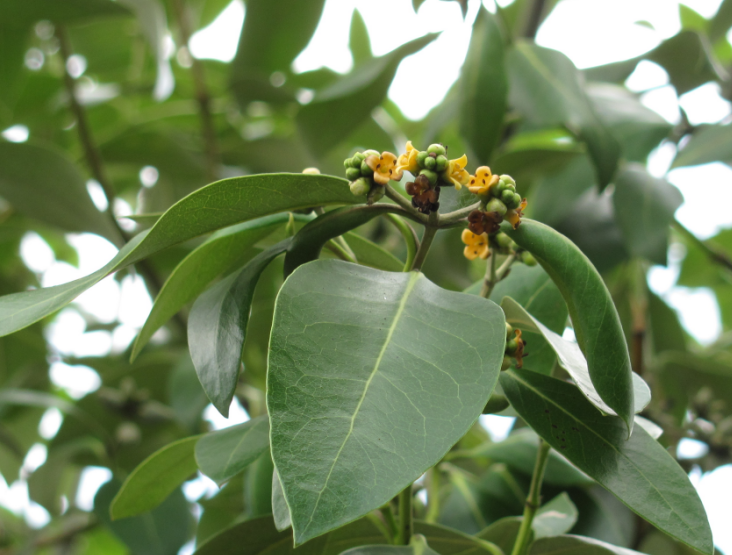 Inflorescence d'Avicennia, Malésie