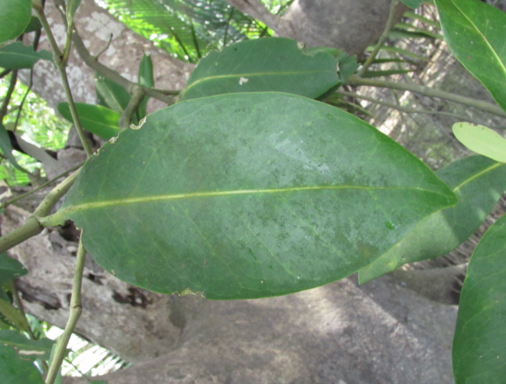 Feuille d'Avicennia marina, Indonésie