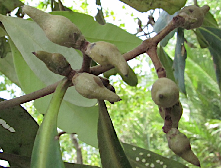 Fruits d'Avicennia marina, Indonésie