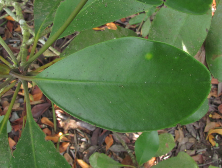 Feuille de B. gymnorhiza