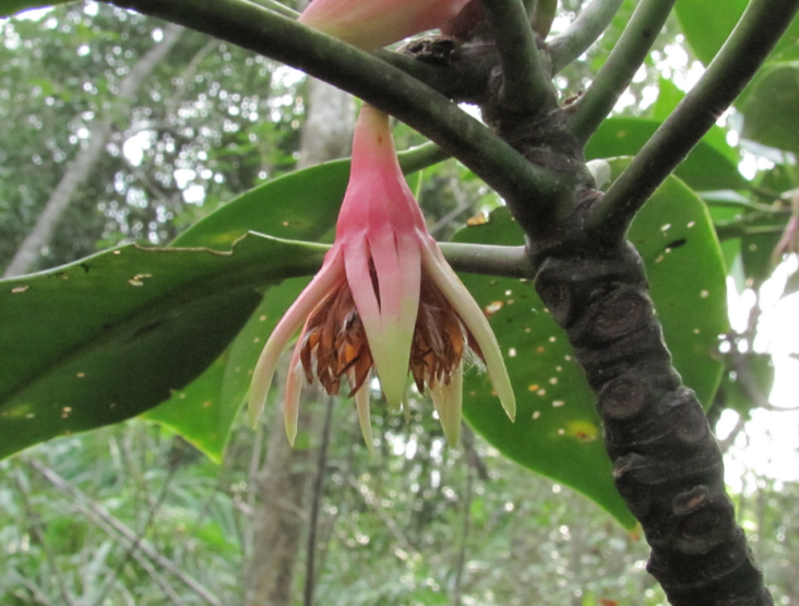 Fleur de B. gymnorhiza