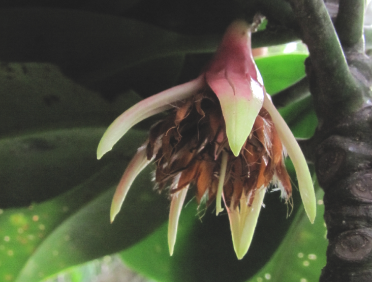 Fleur de B. gymnorhiza