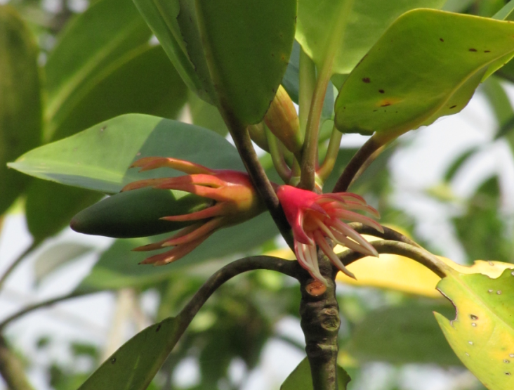 Fruit de B. gymnorhiza