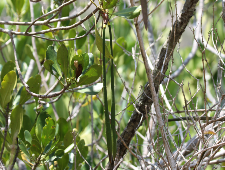 Propagules de Ceriops tagal, Komodo, Indonésie