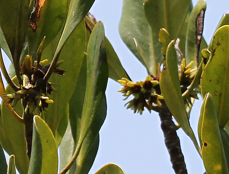 Inflorescence de Ceriops tagal, Komodo, Indonésie