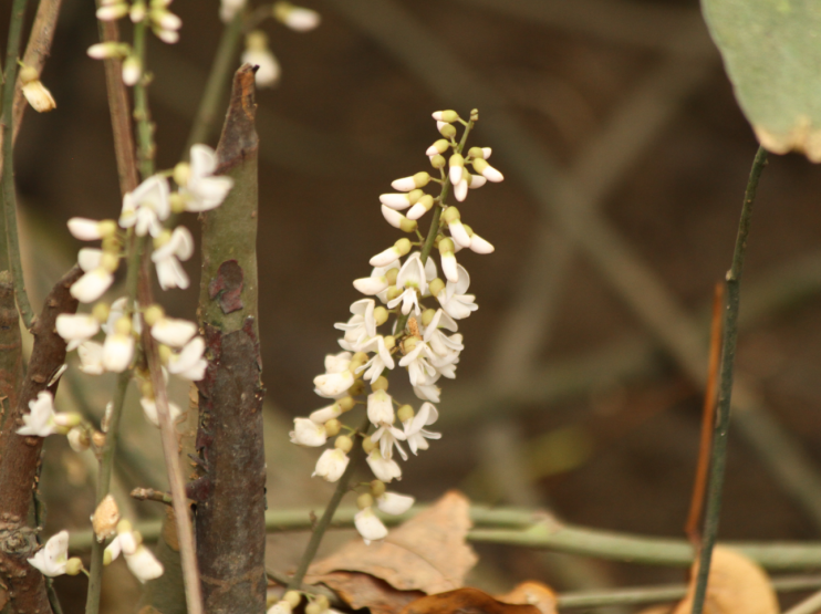 Fruits de Derris trifoliata