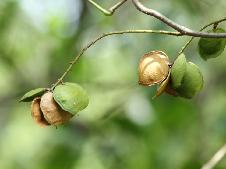 Fleurs de Derris trifoliata