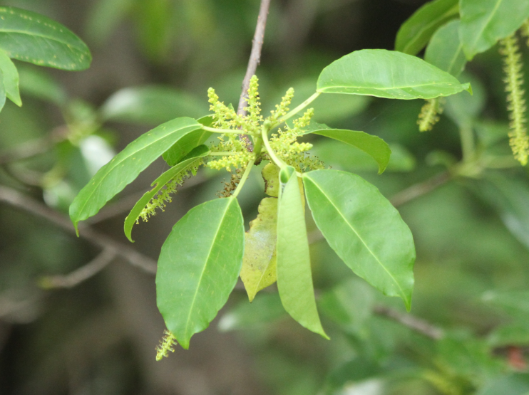 Excoecaria agallocha