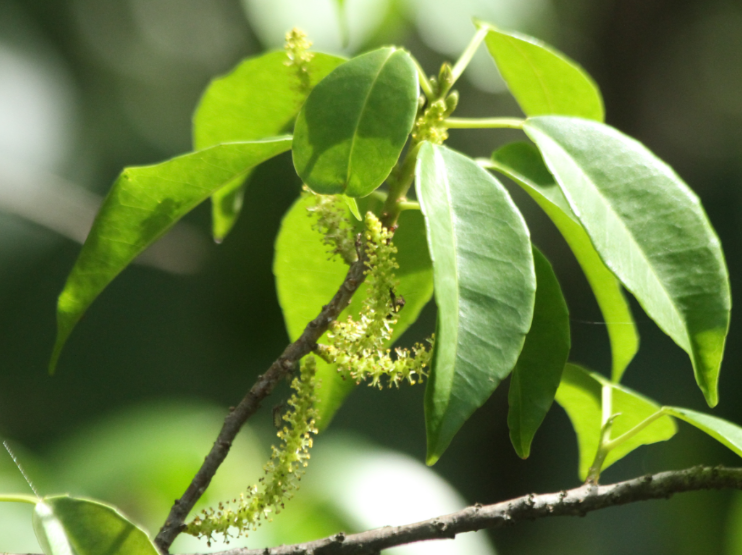 Excoecaria agallocha