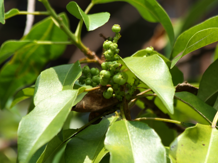 Excoecaria agallocha