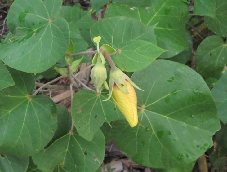 Fleur d'H. tiliaceus, Sud-Sumatera, Indonésie