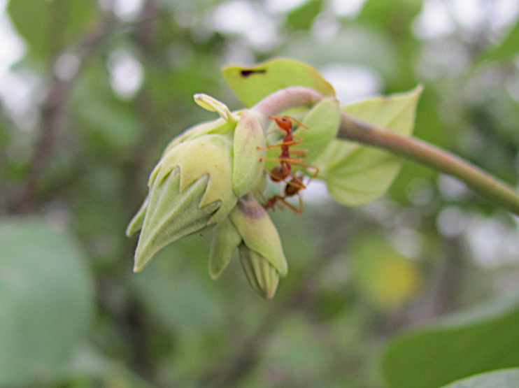 Fleur d'H. tiliaceus, Sud-Sumatera, Indonésie