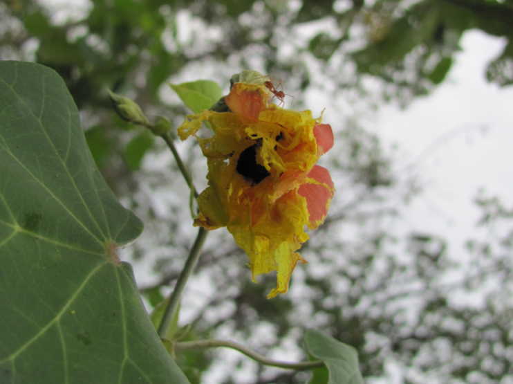 Fleur d'H. tiliaceus, Sud-Sumatera, Indonésie