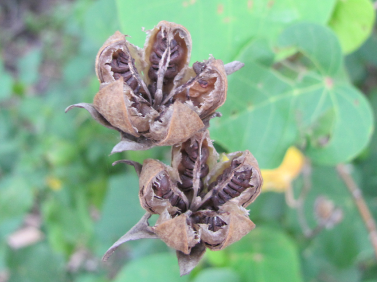Fruit en capsule de H. tiliaceus, Sud-Sumatera, Indonésie