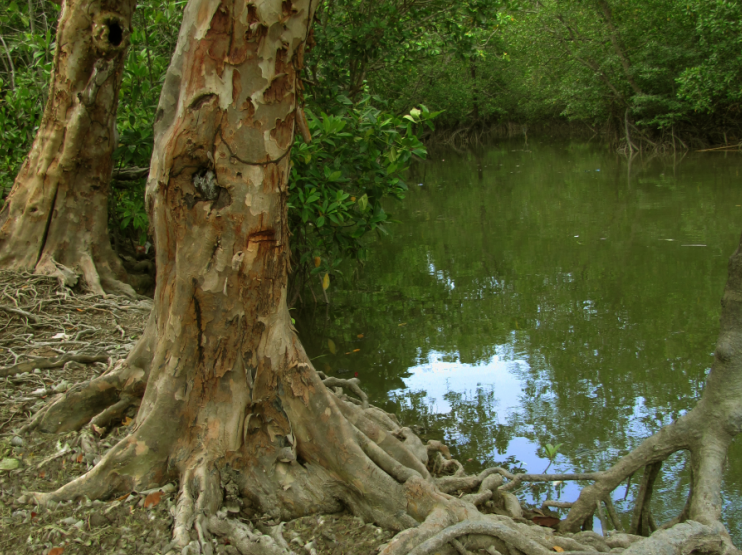 Ecorce lambrissée et contreforts racinaires de Xylocarpus granatum, Sembilang, Indonésie