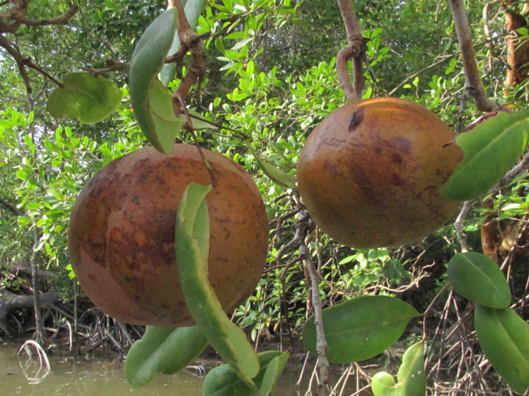 Fruits de Xylocarpus granatum, Sembilang, Indonésie