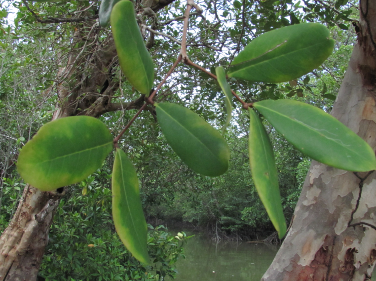 Feilles de Xylocarpus granatum, Sembilang, Indonésie