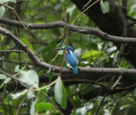 Alcedo coerulescens