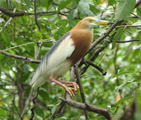 Ardeola speciosa