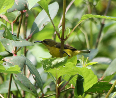 Cinnyris jugularis