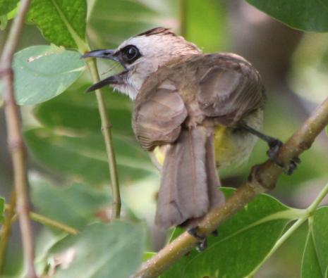 Pycnonotus goiavier