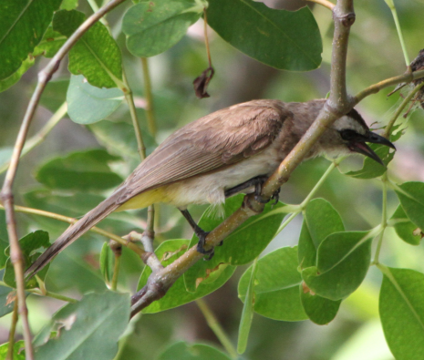 Pycnonotus goiavier