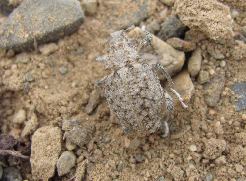 Charançons désertiques (Stephanocleonus)