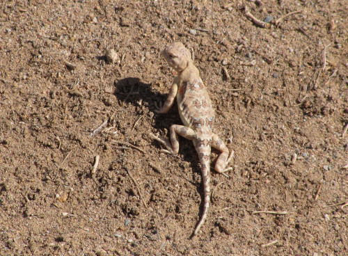 Phrynocephalus przewalskii