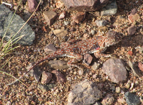 Phrynocephalus przewalskii