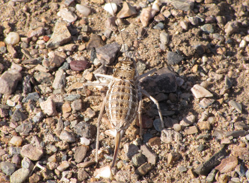 Zichya baranovi mongolica