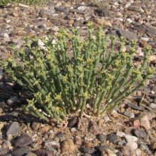 Anabasis brevifolia