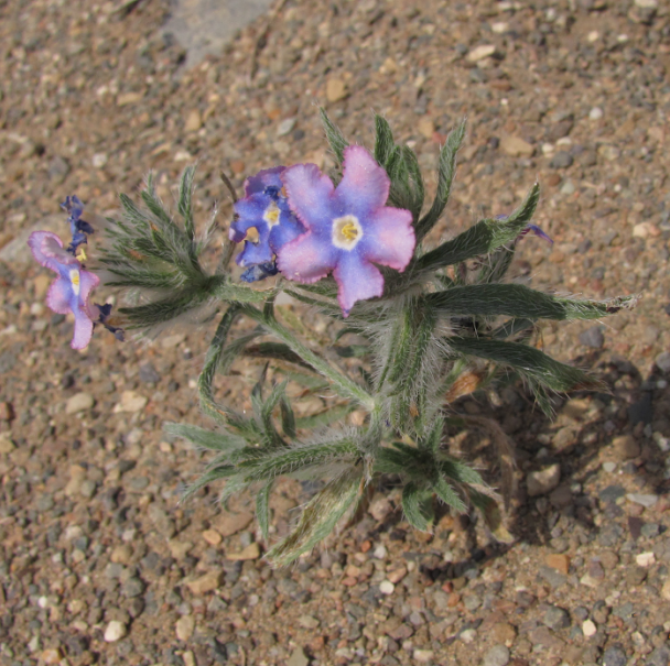Arnebia fimbriata