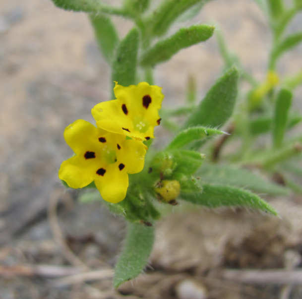 Arnebia guttata