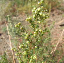 Artemisia dracunculus