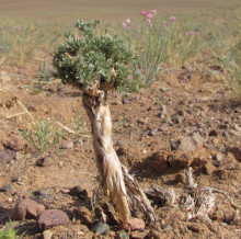 Artemisia xerophytica