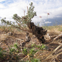 Artemisia xerophytica