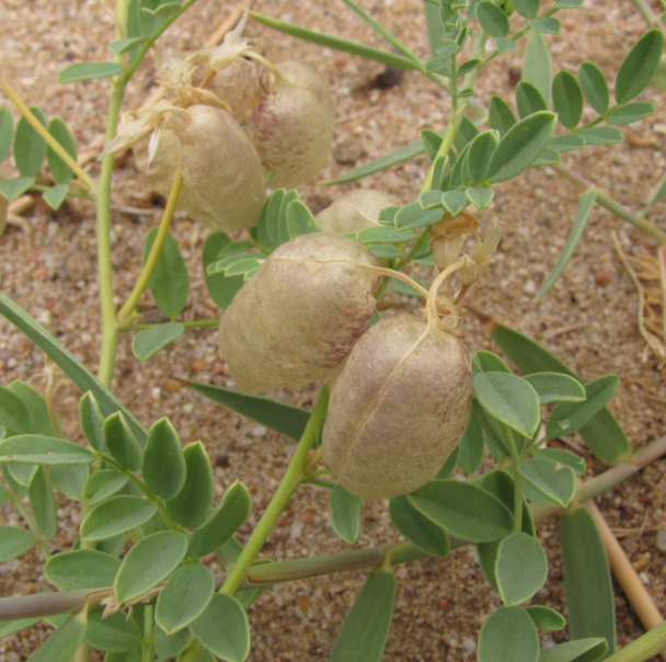 Astragalus mongholicus
