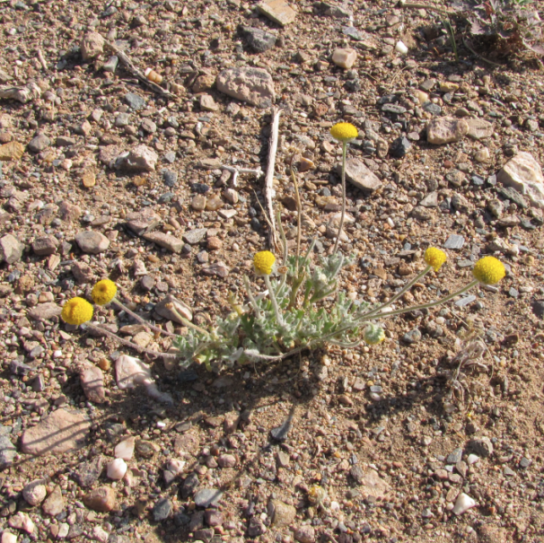 Cancrinia discoidea