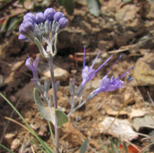 Caryopteris mongholica